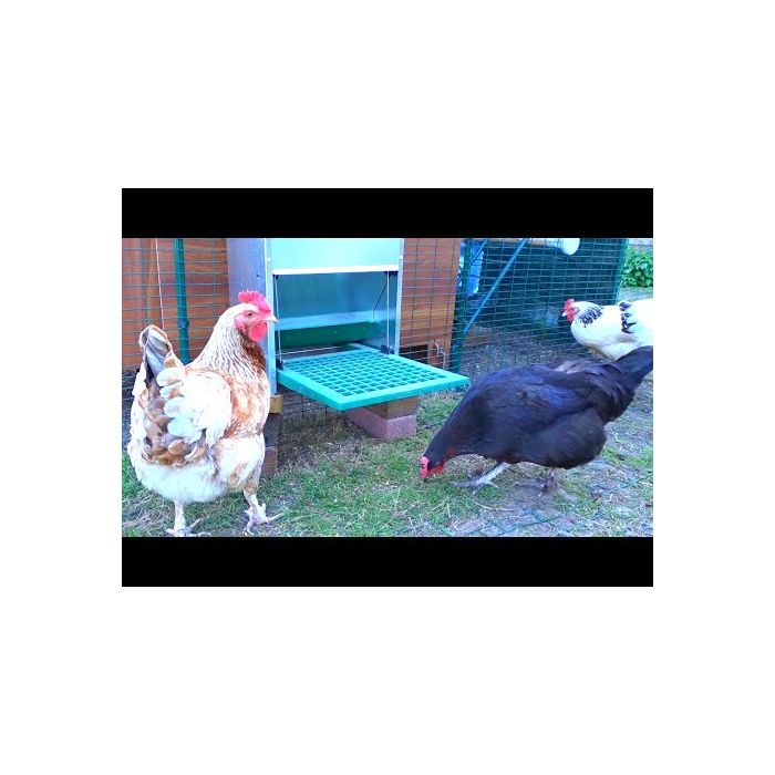 Acheter Feedomatic - Mangeoire automatique pour poules - 54 x 35,5 x 25,5  cm - 12 kg - Vert et argent Online sur  