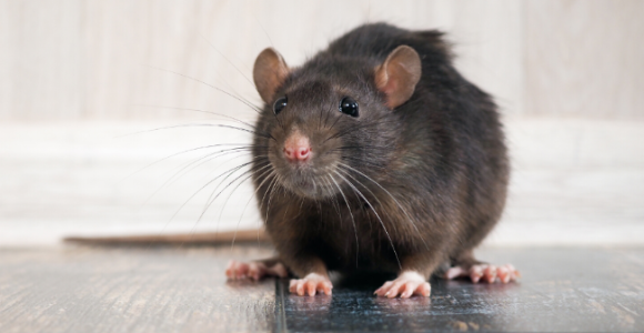 Tapette à rat SuperCat Swissinno • Contre les rats et les souris